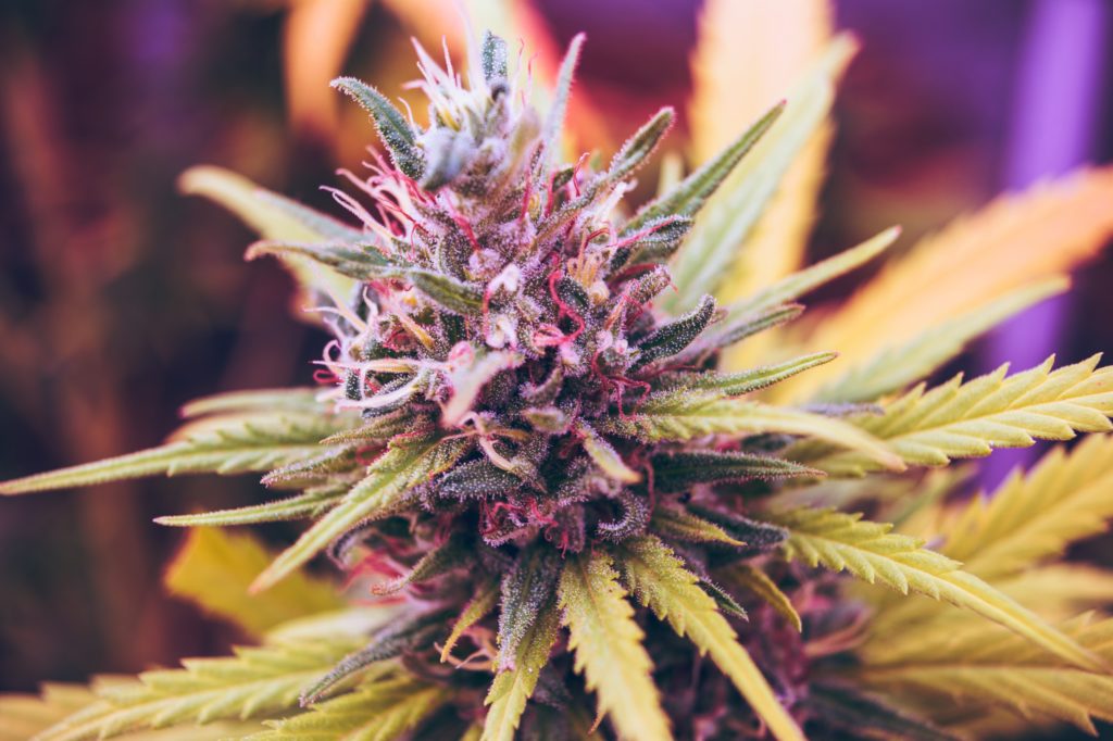 flower cannabis